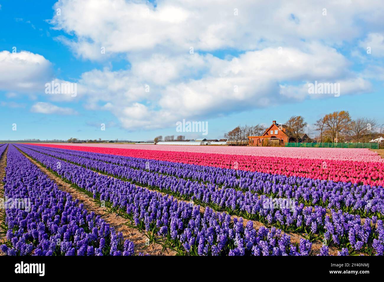 Colorful spring tulip fields in the Netherlands Stock Photo - Alamy