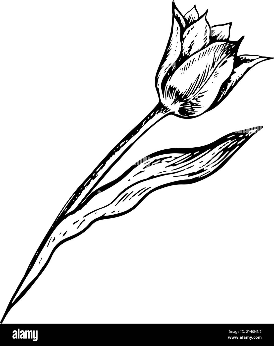 The tulip flower. A black and white vector graphic illustration made by ...