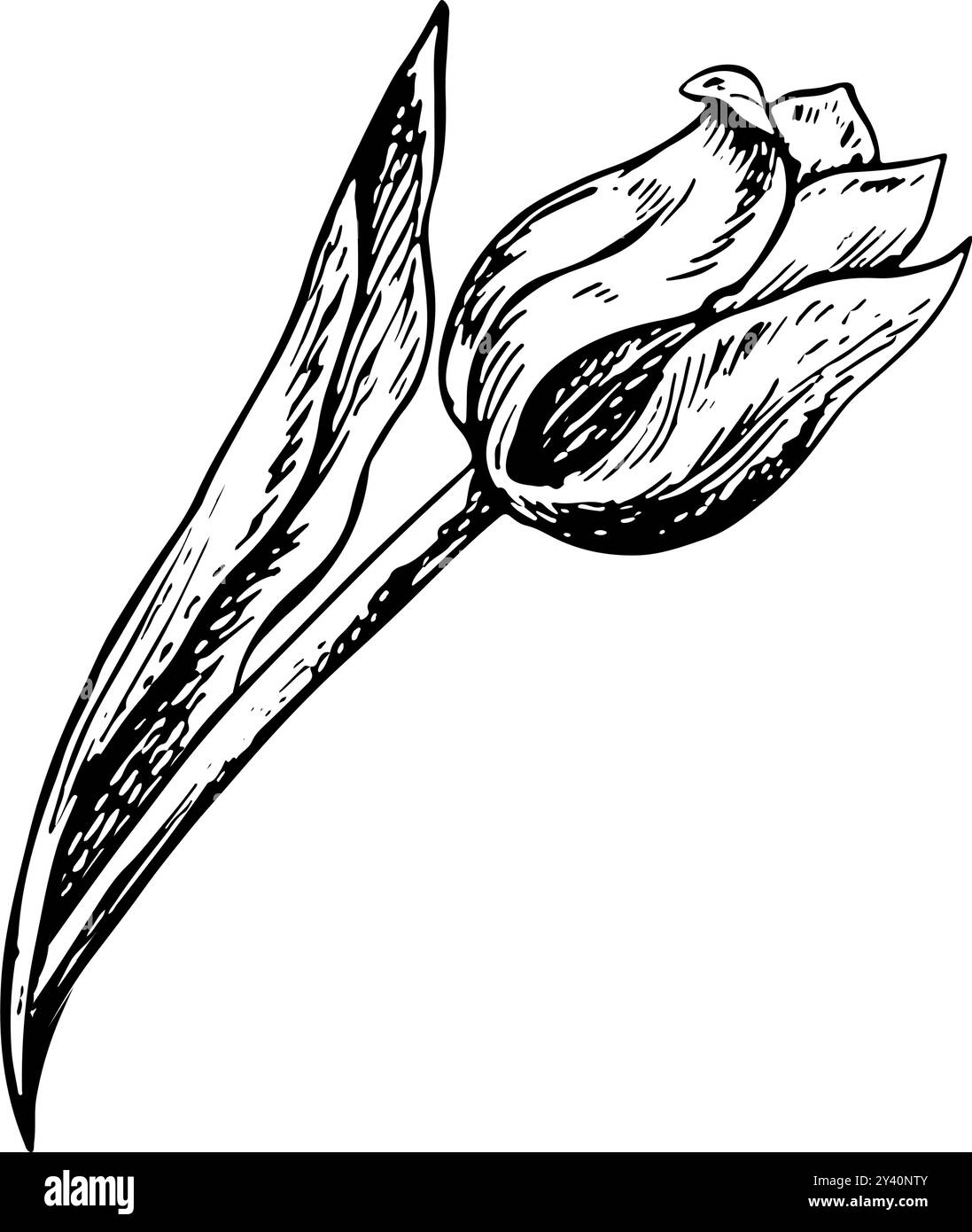The tulip flower. A black and white vector graphic illustration made by ...