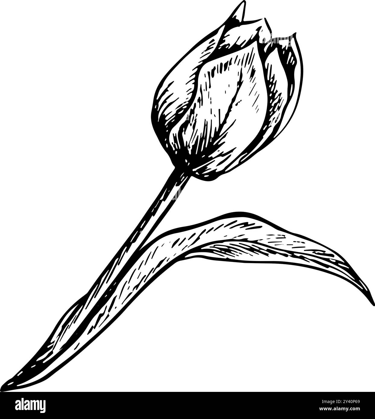 The tulip flower. A black and white vector graphic illustration made by ...