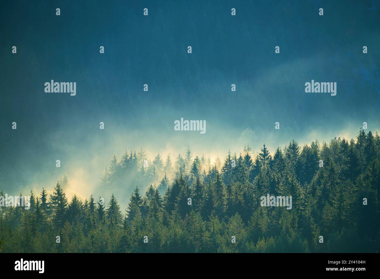 Misty forest on slope mountain hi-res stock photography and images - Alamy