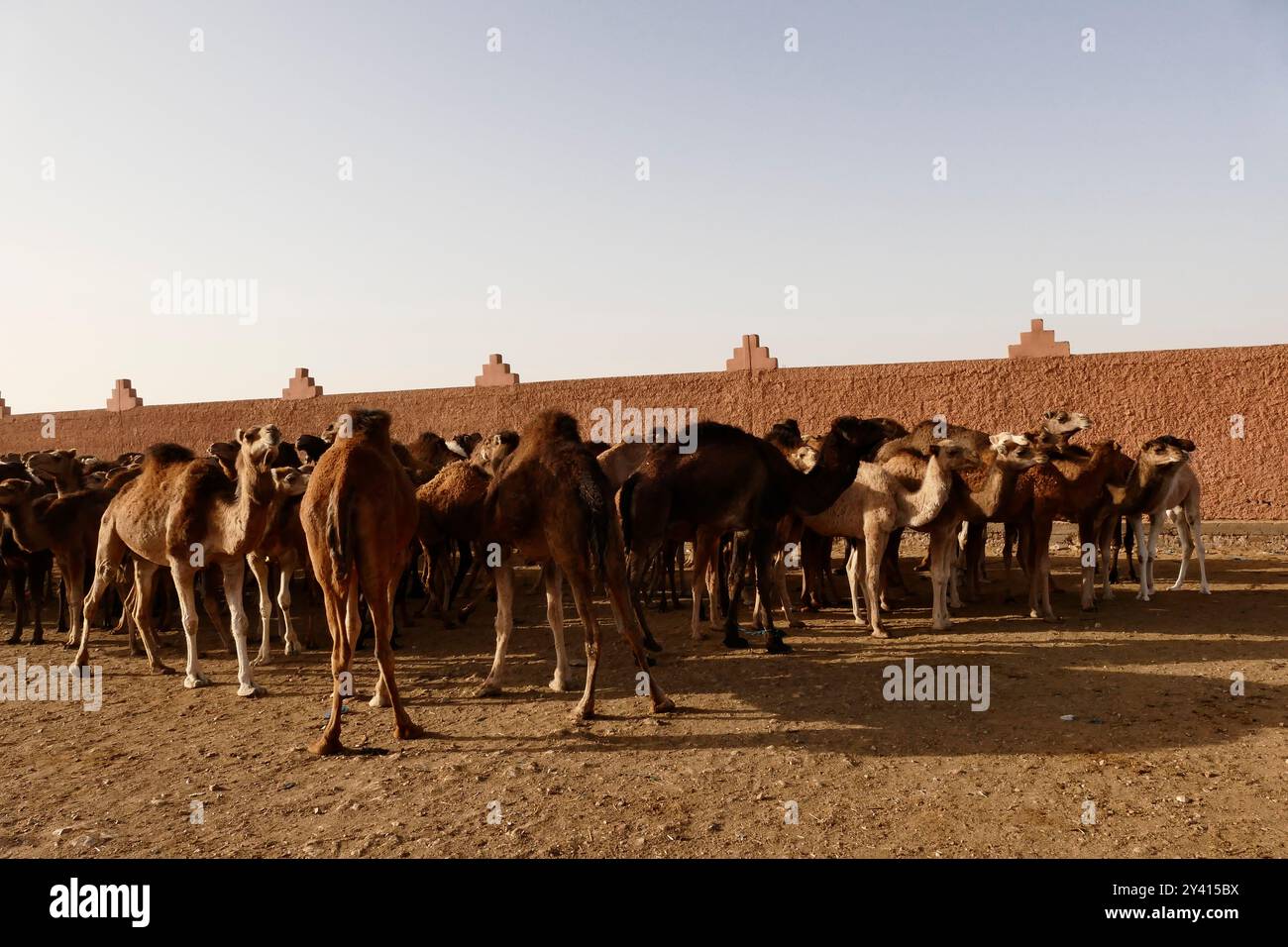 Guelmim called 'the gateway to the desert, is known for its famous weekly camel market held every Saturday. Morocco, North Africa Stock Photo