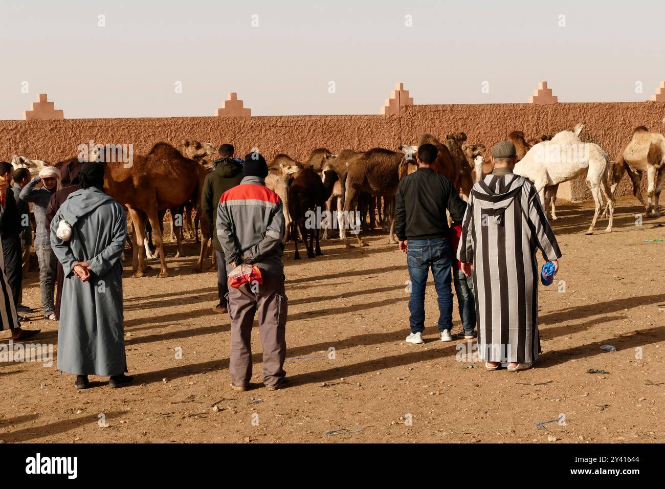 Guelmim called 'the gateway to the desert, is known for its famous weekly camel market held every Saturday. Morocco, North Africa Stock Photo