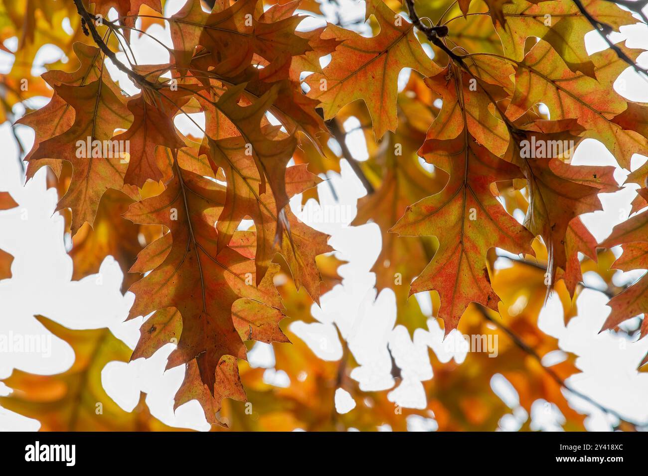 Red yellow oak leaves hi-res stock photography and images - Alamy
