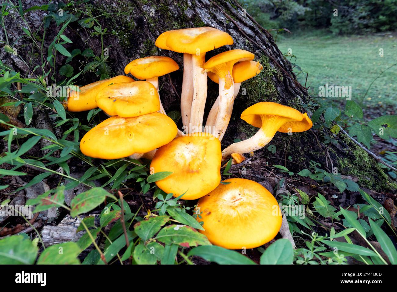 JackO'Lantern Mushroom (Omphalotus illudens) Brevard, North Carolina