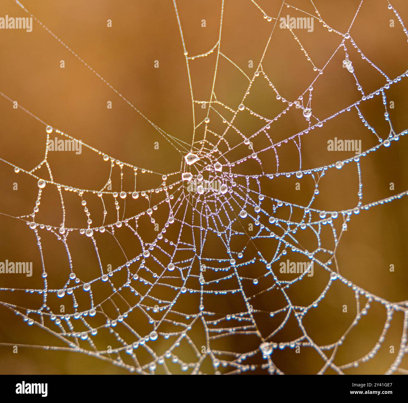 Spider web， orange background， macrophotography， insects， environmental conservation Stock Photo