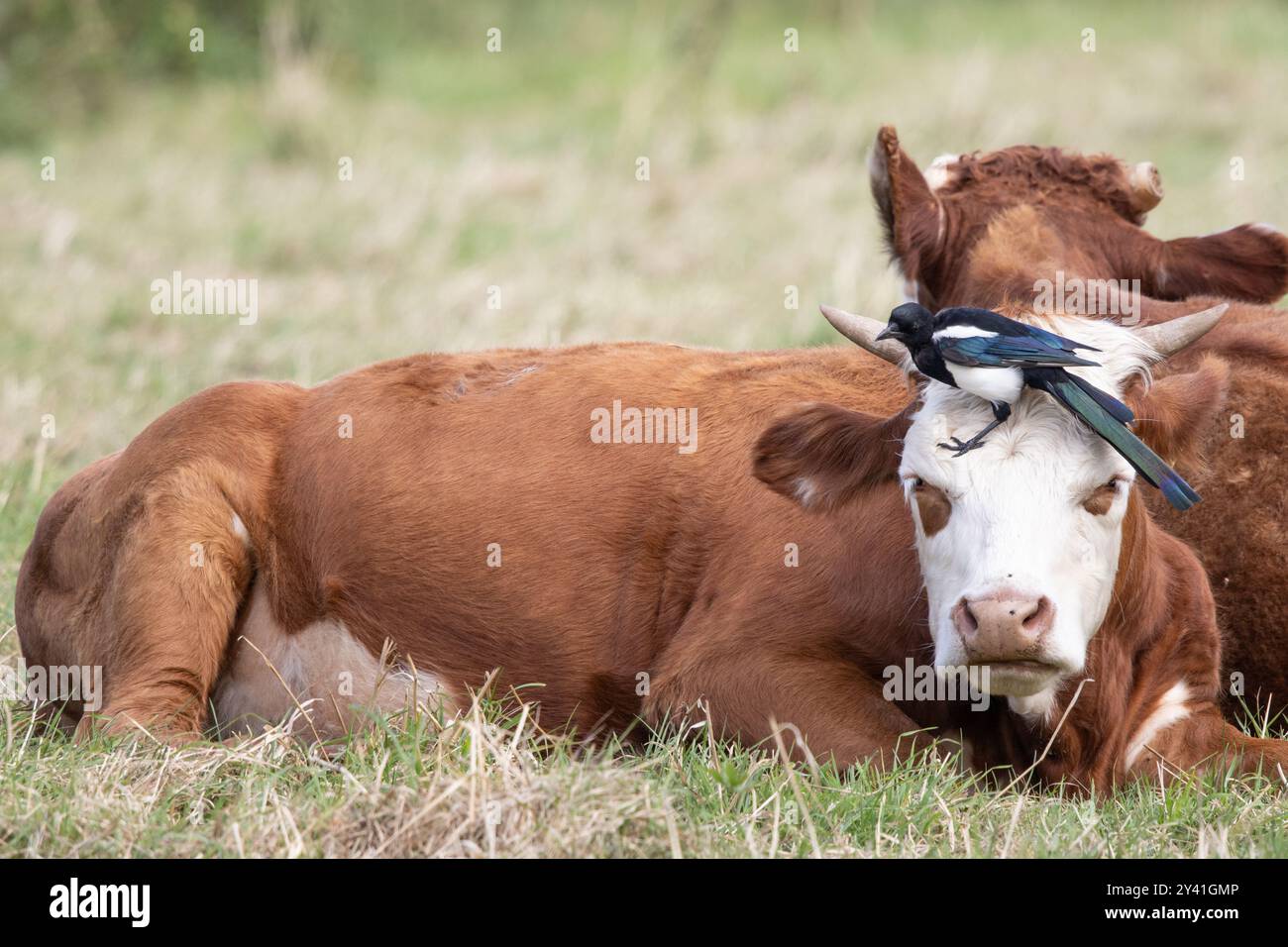 Magpie feeding on flies on a cows head Stock Photo