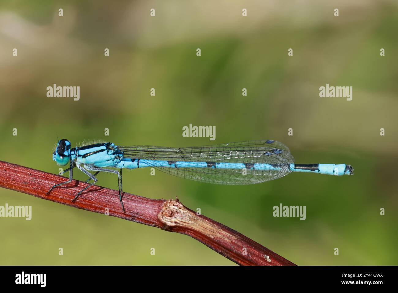 Common Blue damselfly resting Stock Photo - Alamy
