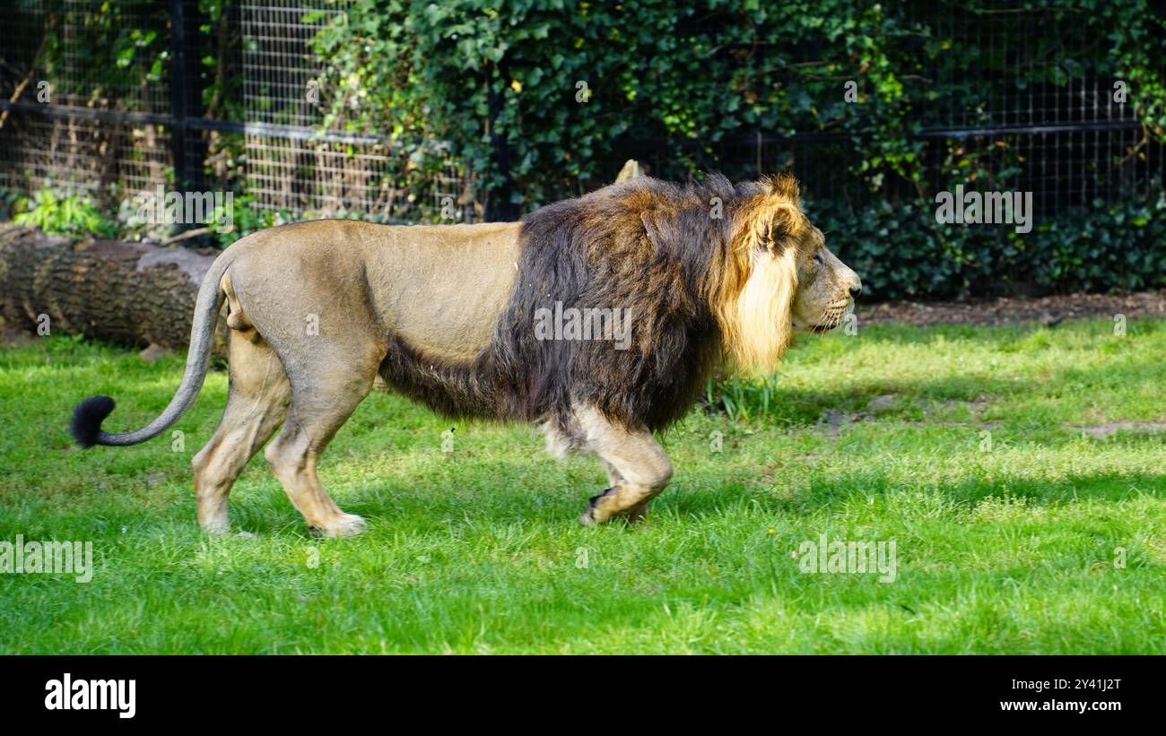 Lion’s Resolve: Moving Forward with Determination Stock Photo