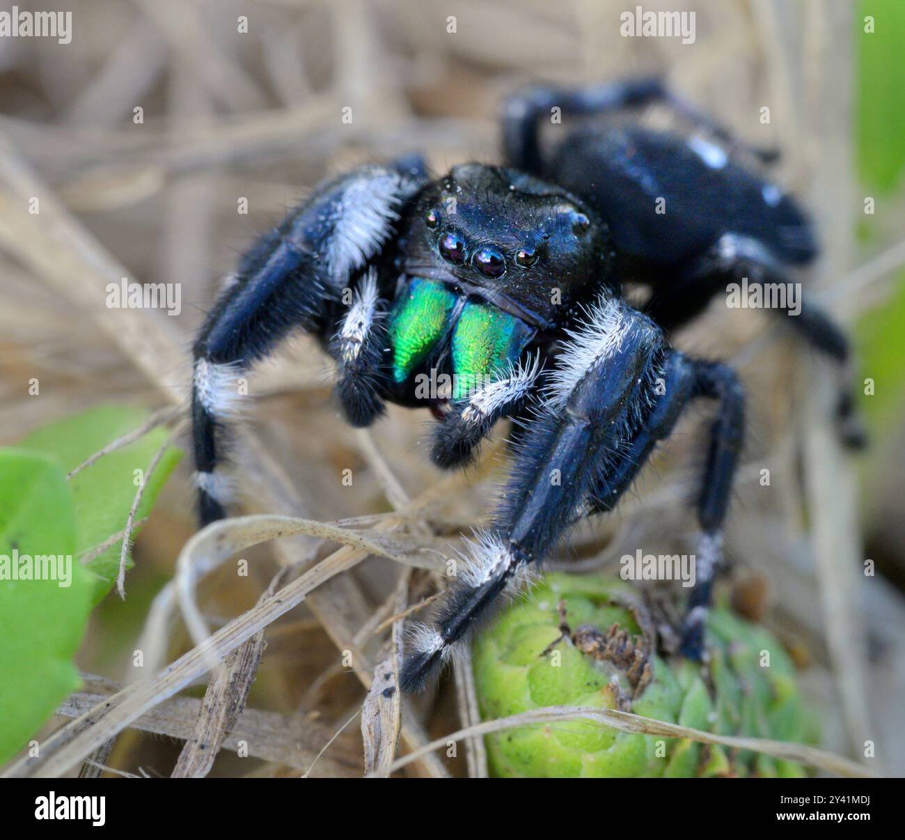 Bold jumping spider (Phidippus audax) close-up, Galveston, Texas, USA. Stock Photo