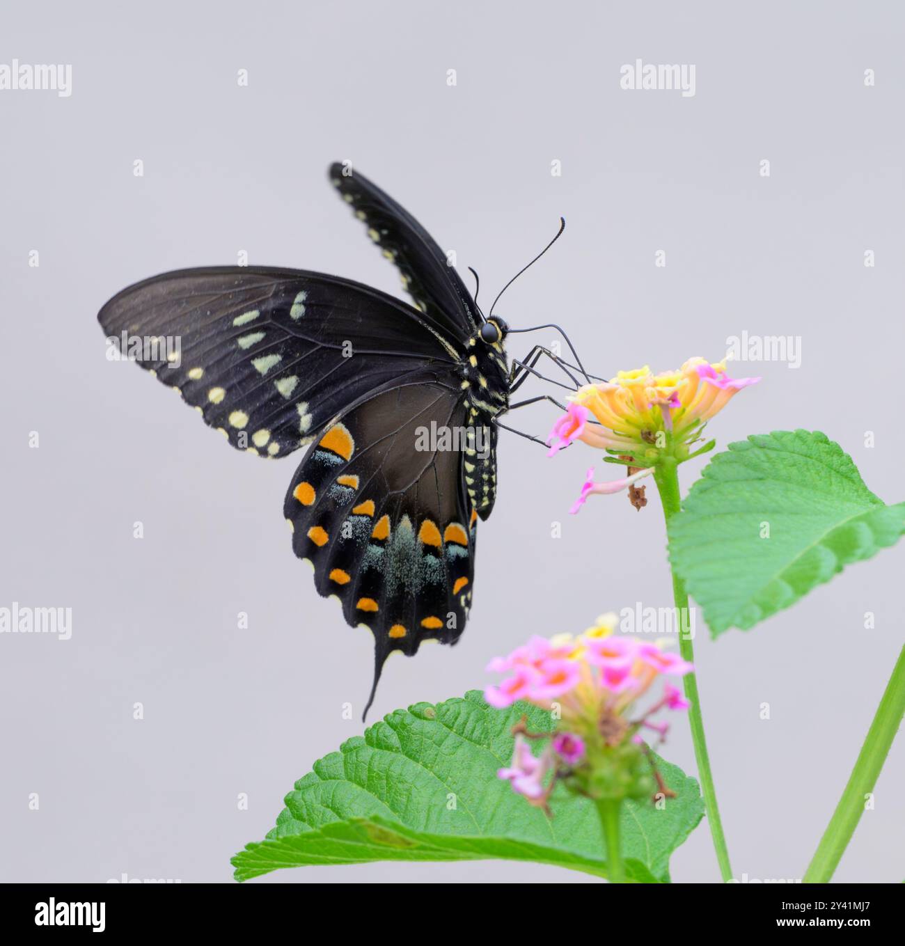 Black swallowtail butterfly (Papilio polyxenes) feeding on lantana flowers, Galveston, Texas, USA. Stock Photo