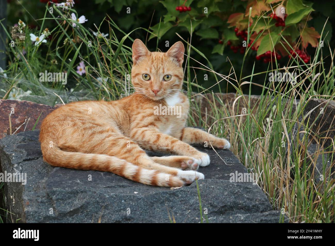 The ginger young cat is lying on the stone. Stock Photo