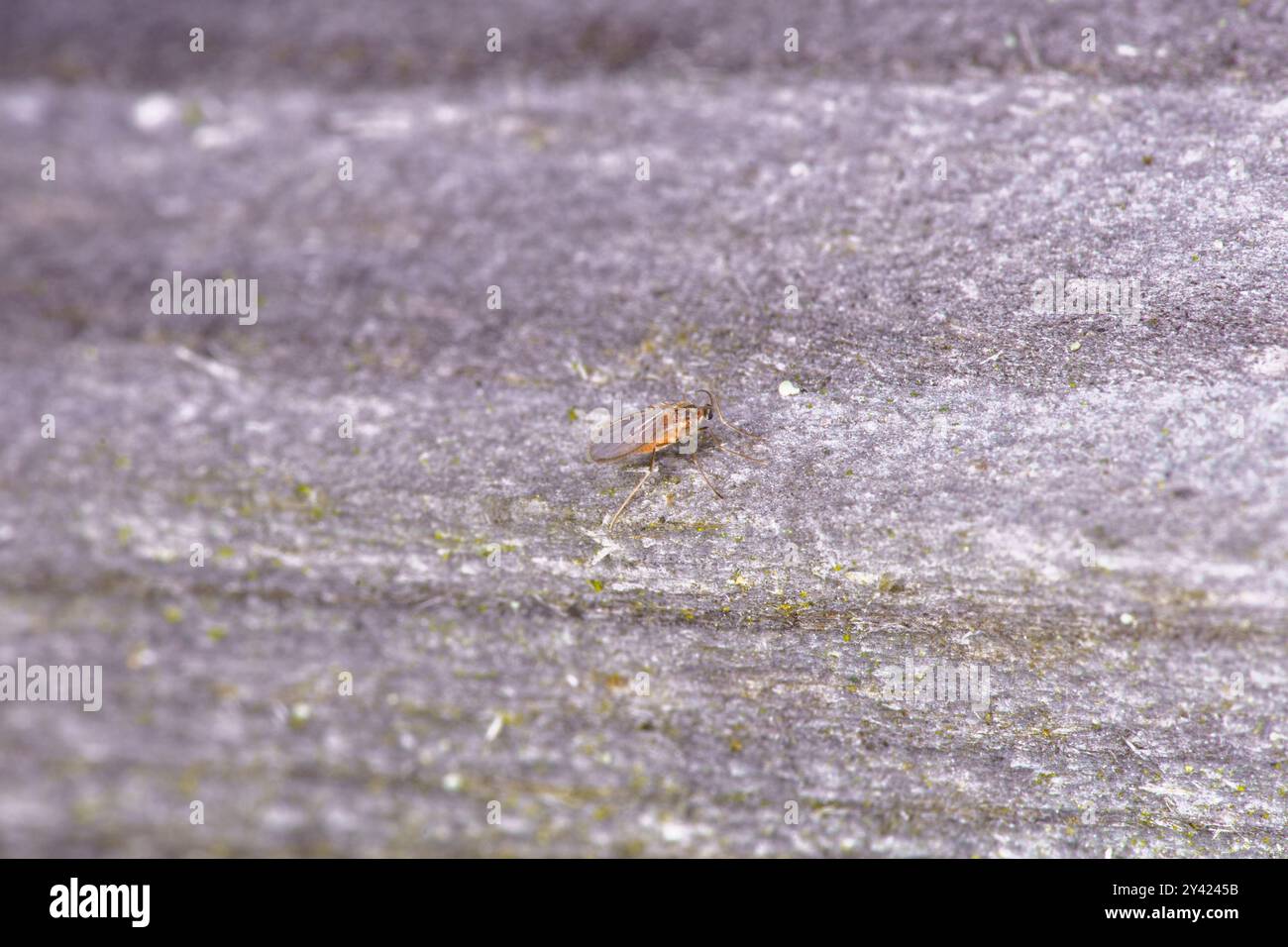 Gall midge hi-res stock photography and images - Alamy