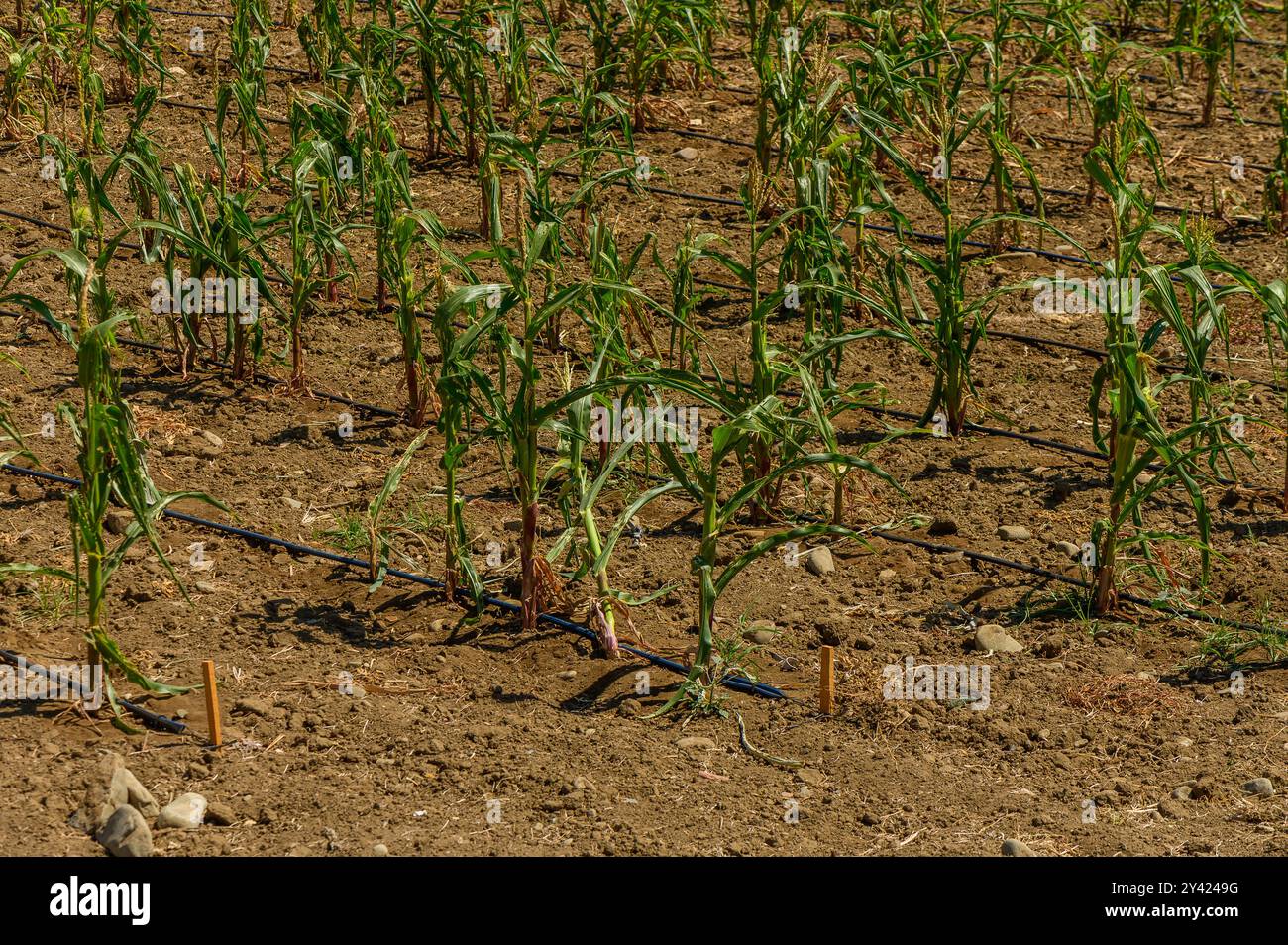 Organic young corn plant with drip irrigation system Stock Photo - Alamy
