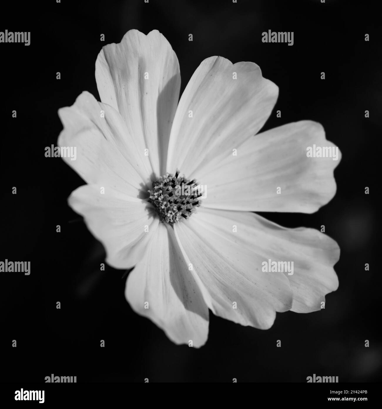 Cosmos flower Black and White Stock Photos & Images - Alamy