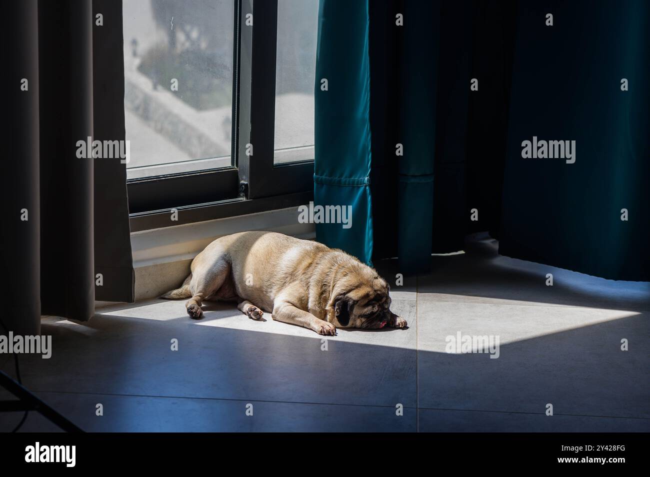 pug lies on the floor in the rays of the sun pours through the panoramic window into the apartments 1 Stock Photo