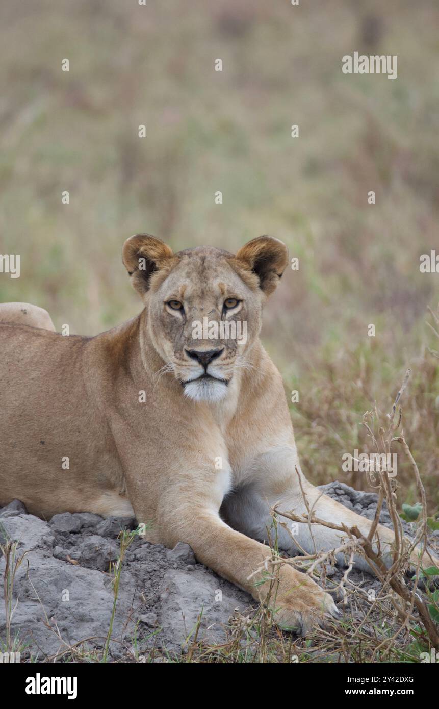 Grace and Power in the Wild: A lioness rests peacefully, embodying the untamed beauty of the Serengeti. Stock Photo