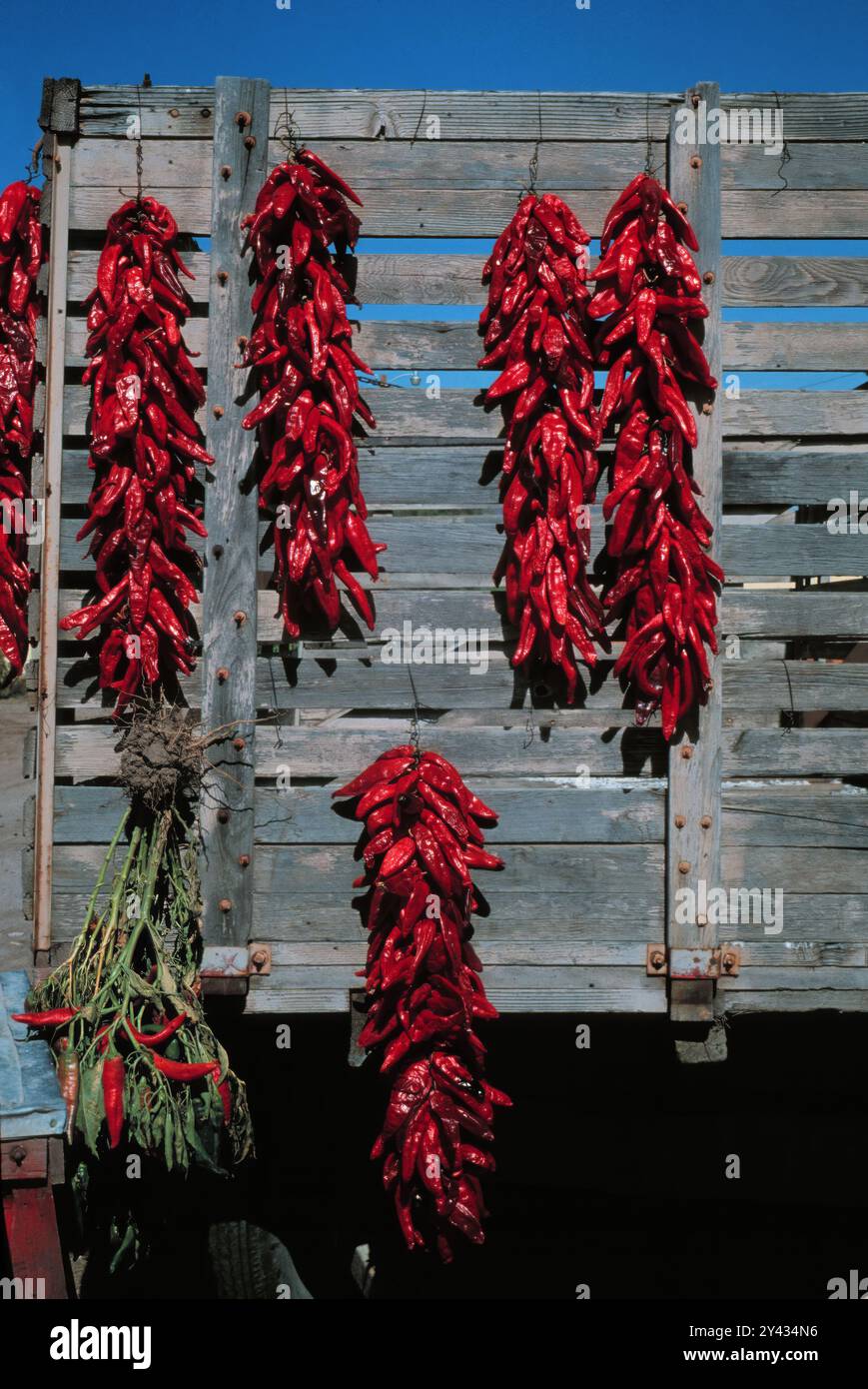 Chili peppers hanging on wagon in New Mexico Stock Photo - Alamy