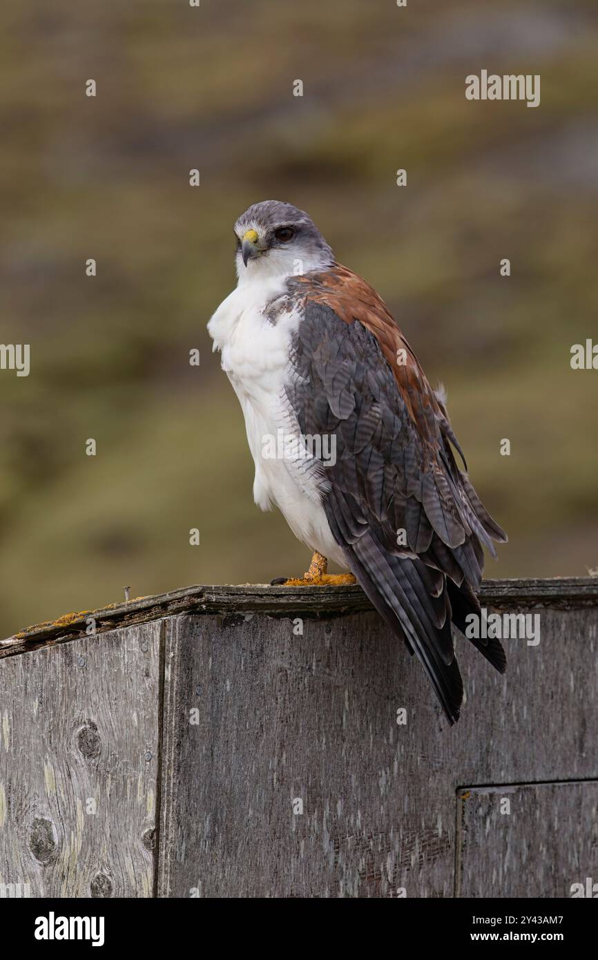 Variable hawk hi-res stock photography and images - Alamy