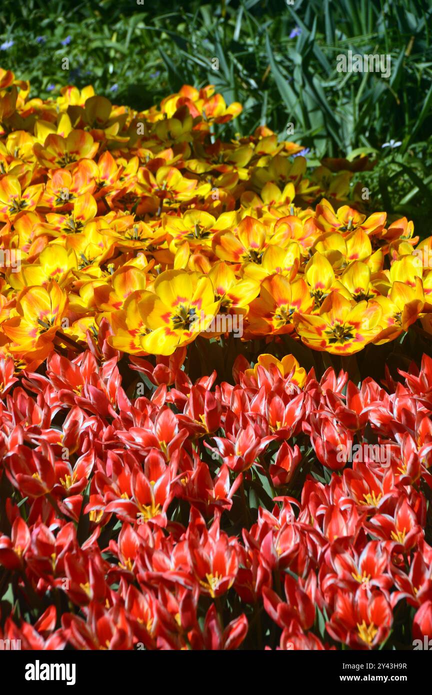 Yellow & Red Flower Beds and Borders of Tulips on Display by Grass ...