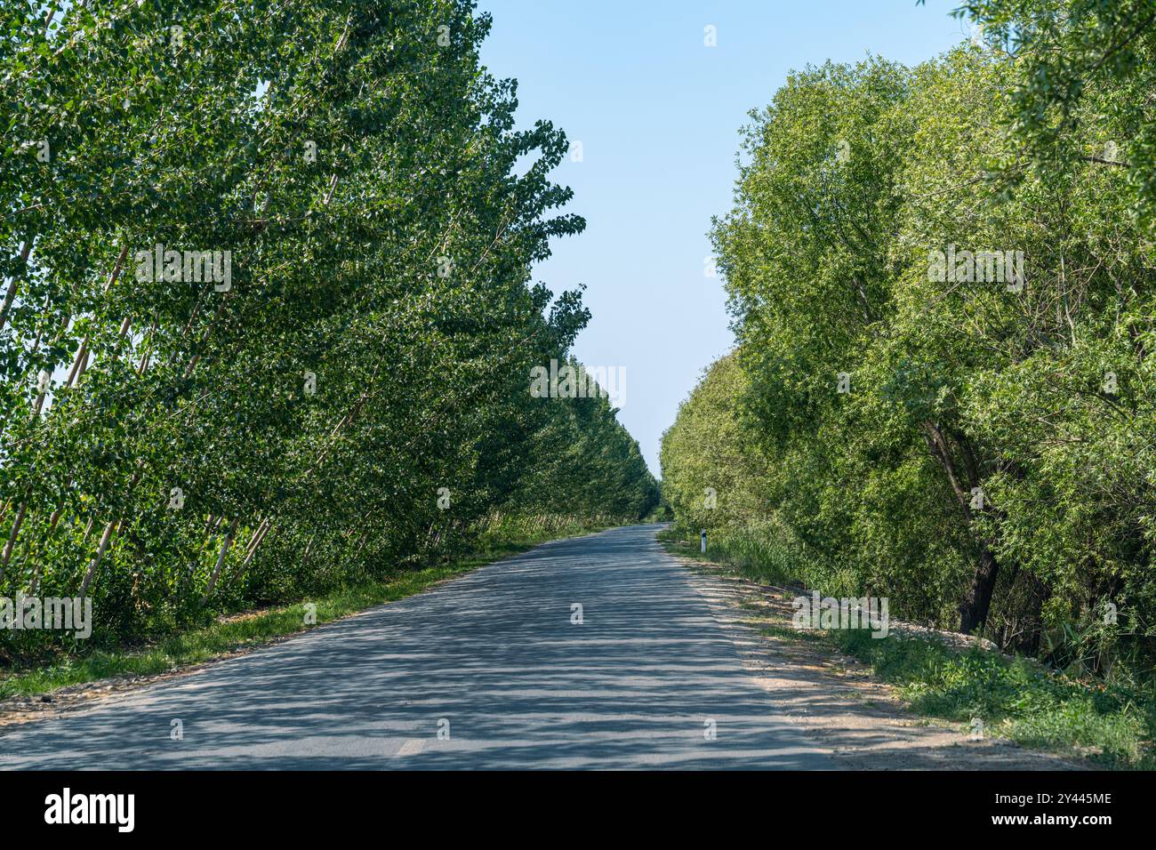Road with trees at both sides hi-res stock photography and images - Alamy