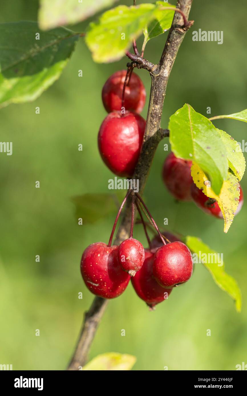 Red Berries from Hawthorn tree in the Autumn Stock Photo - Alamy