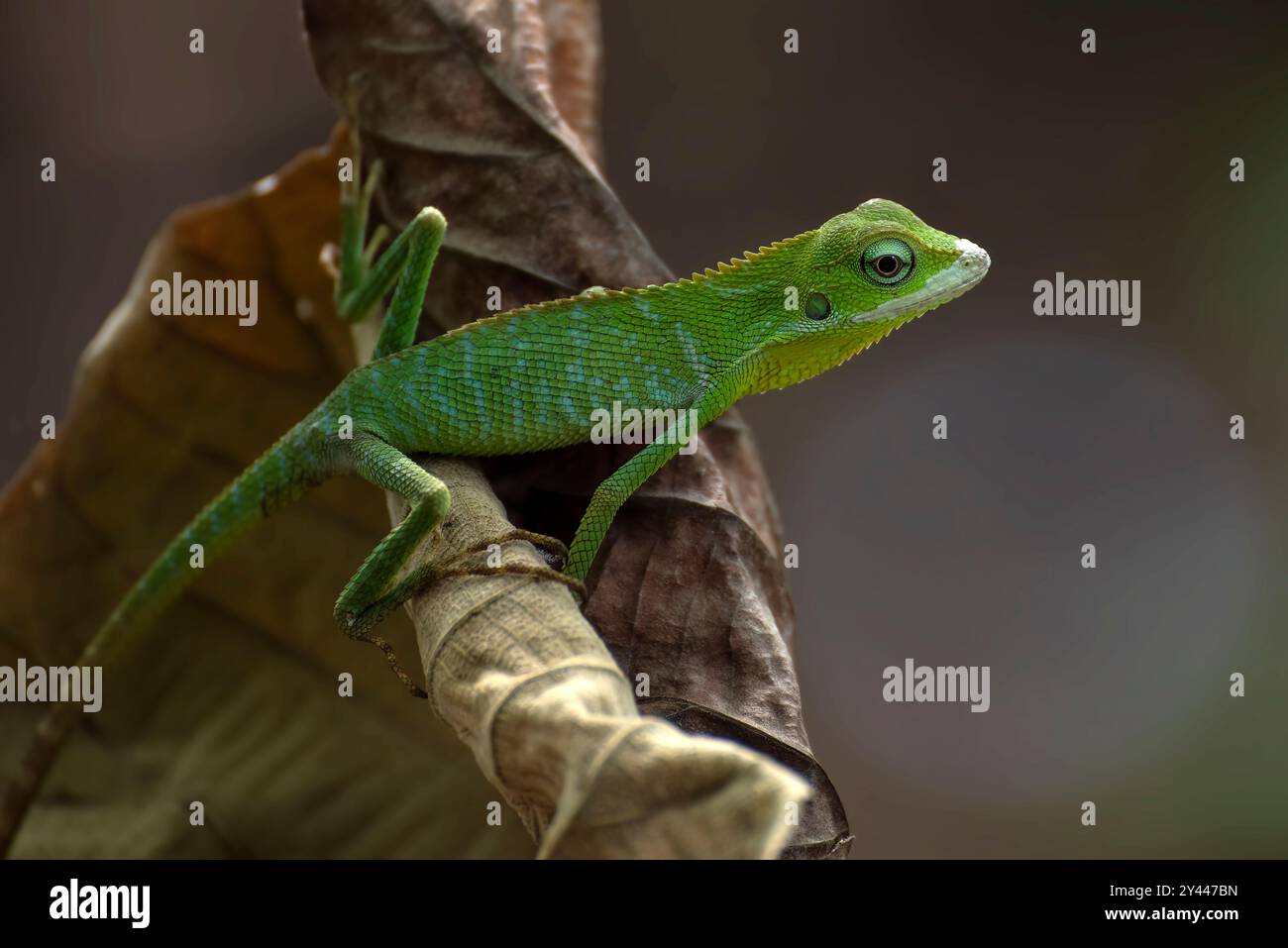 Bronchocela jubata, commonly known as the maned forest lizard Stock Photo