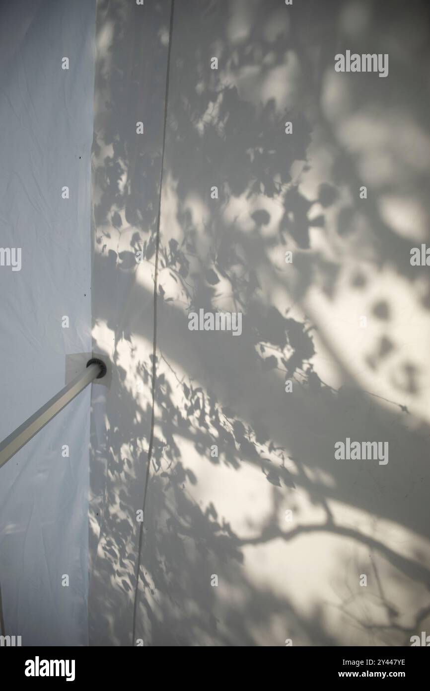 Shadow from trees on white wall. Silhouette from plants. Stock Photo