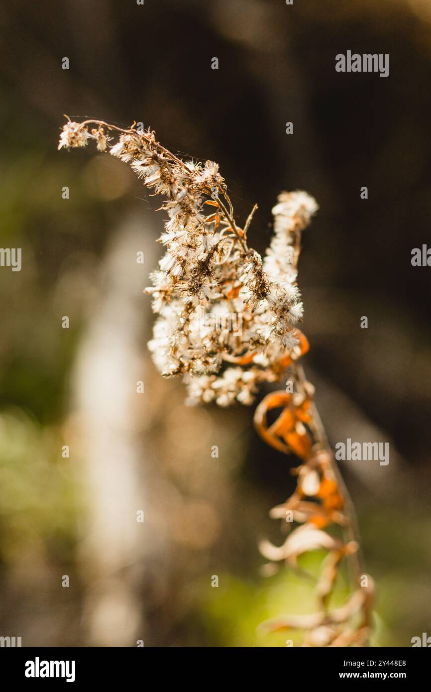 Dried goldenrod flowers with a dark background Stock Photo