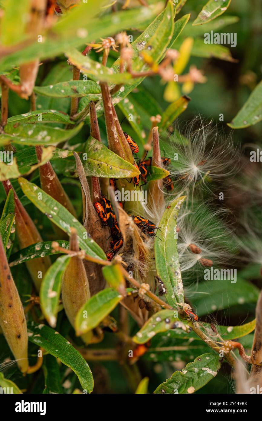 Wildflowers garden insects hi-res stock photography and images - Alamy
