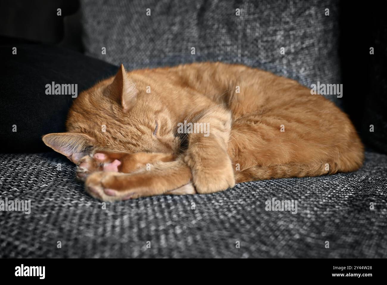 Cute ginger cat sleep on sofa. Horizontal image with selective focus. Stock Photo
