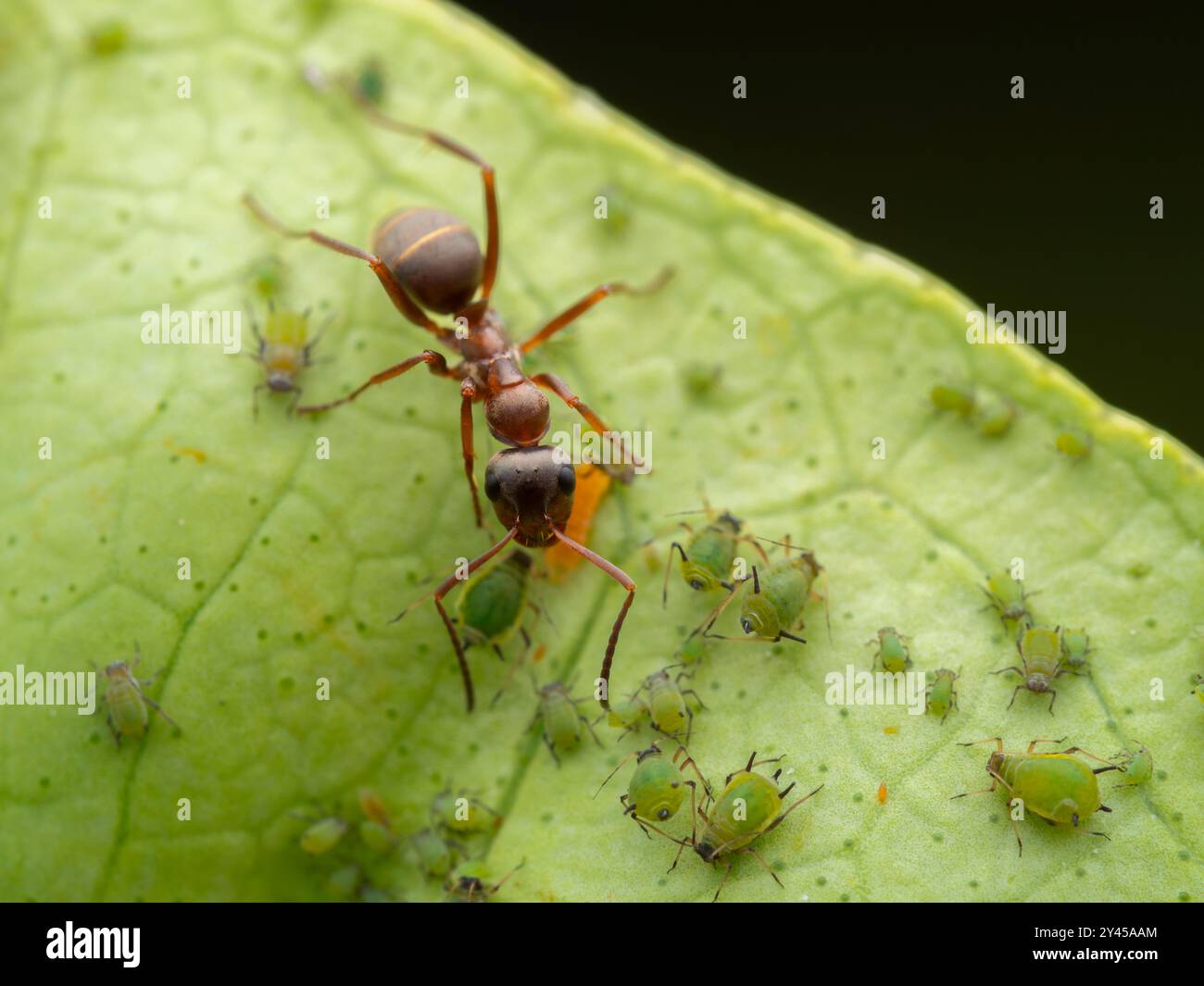 Ant chain hi-res stock photography and images - Alamy