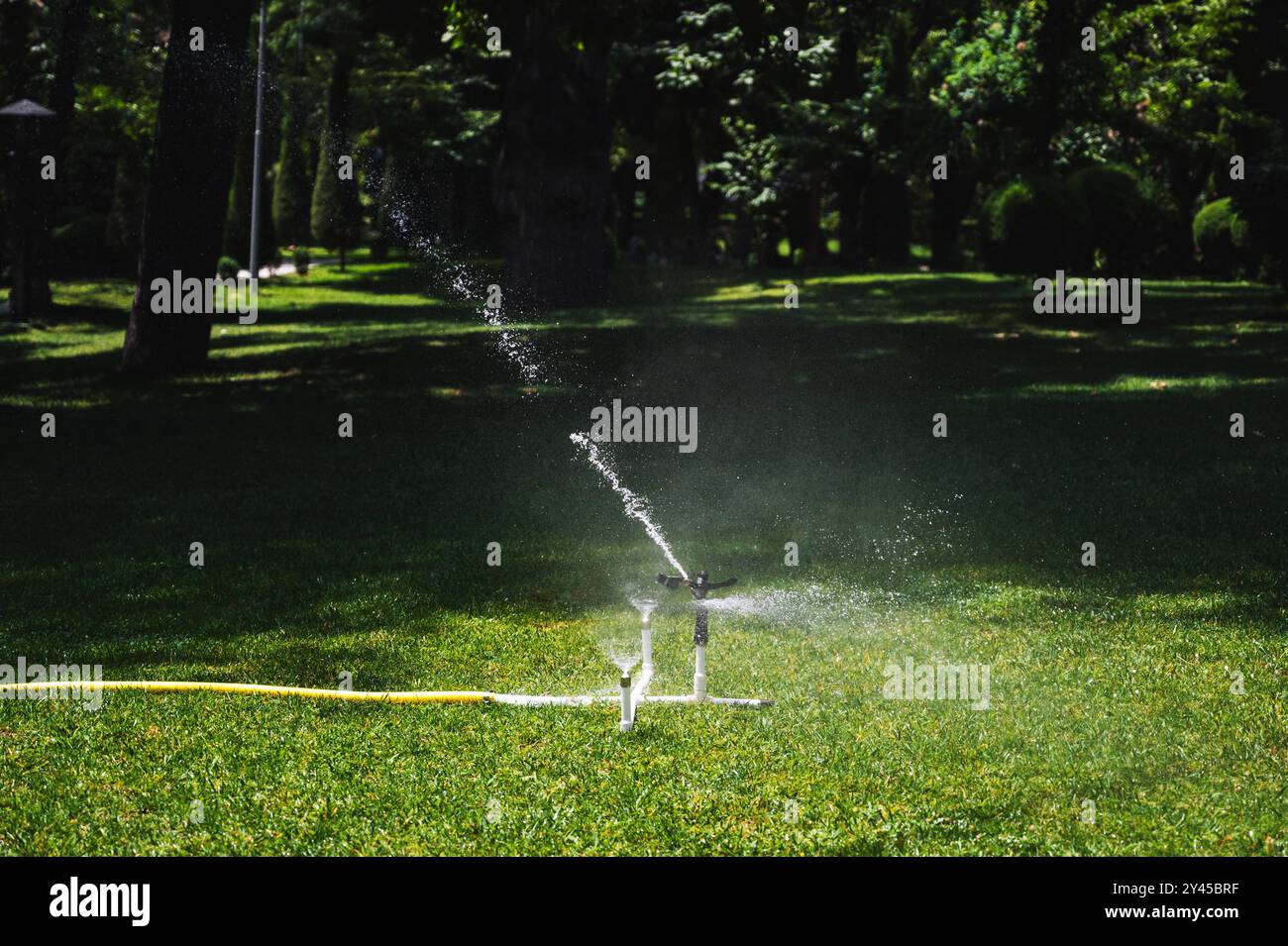 The irrigation system in the park. Automatic watering of a lush green ...