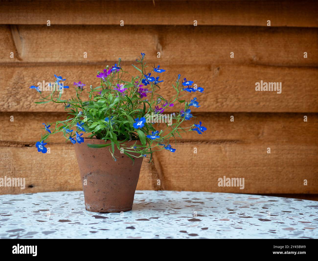 A blue lobelia plant in a little terracotta pot on a terrazzo table against a wood background with space for copy Stock Photo