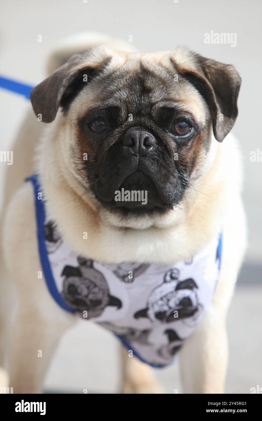 closeup portrait of a pug dog in the street on a leash wearing jacket, Stock Photo