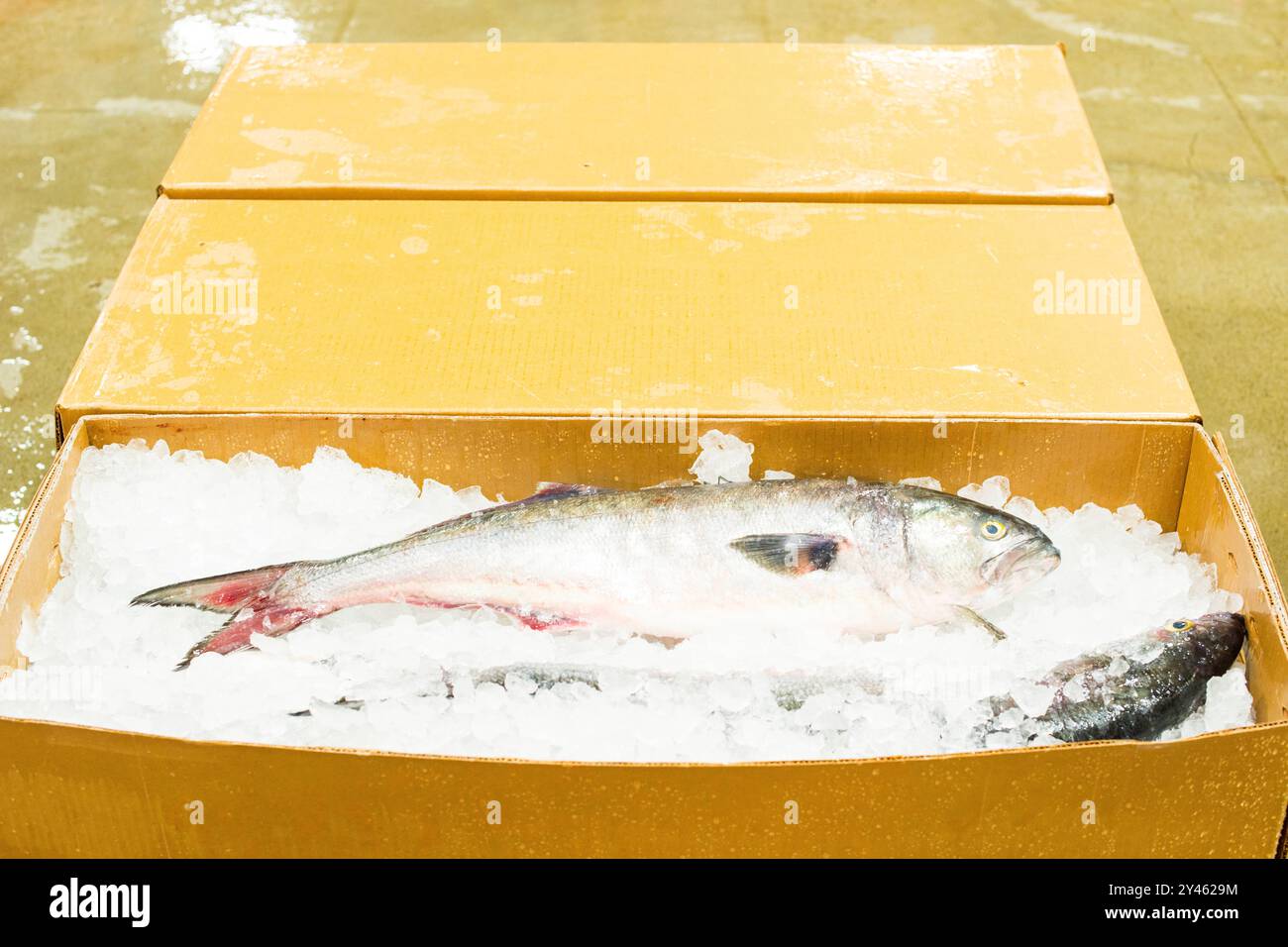 fresh-fish-fronzen-freshly-frozen-fish-on-display-in-iced-boxes-at-the