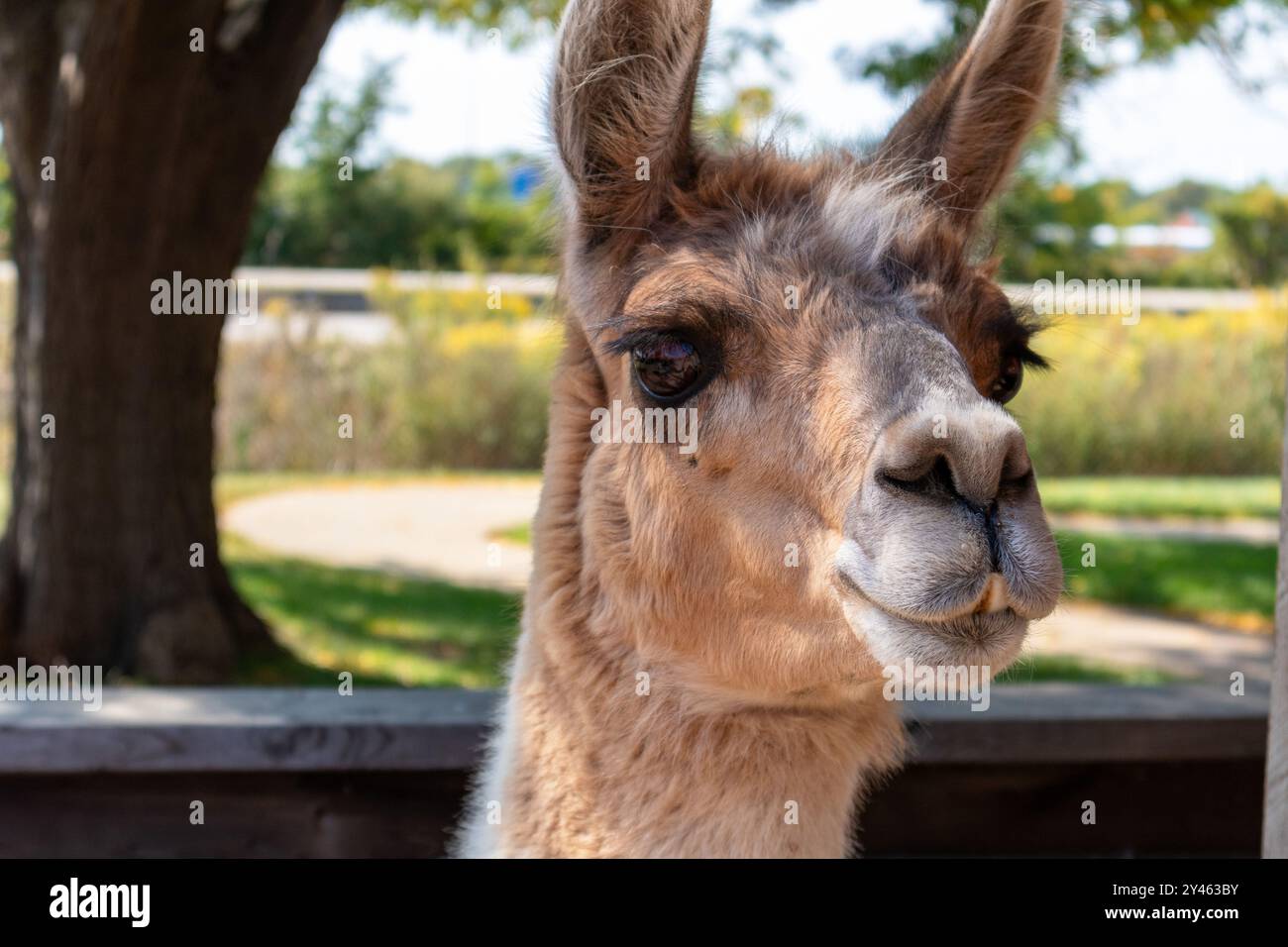 Llama at an outdoor petting zoo close up Stock Photo