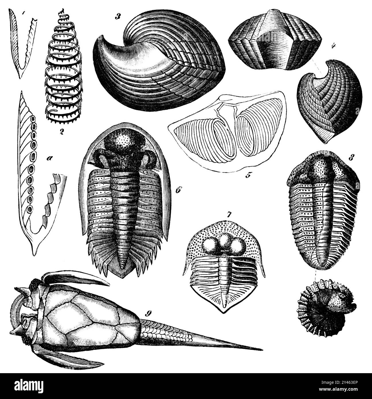 4 spirifer undiferus hi res stock photography and images alamy