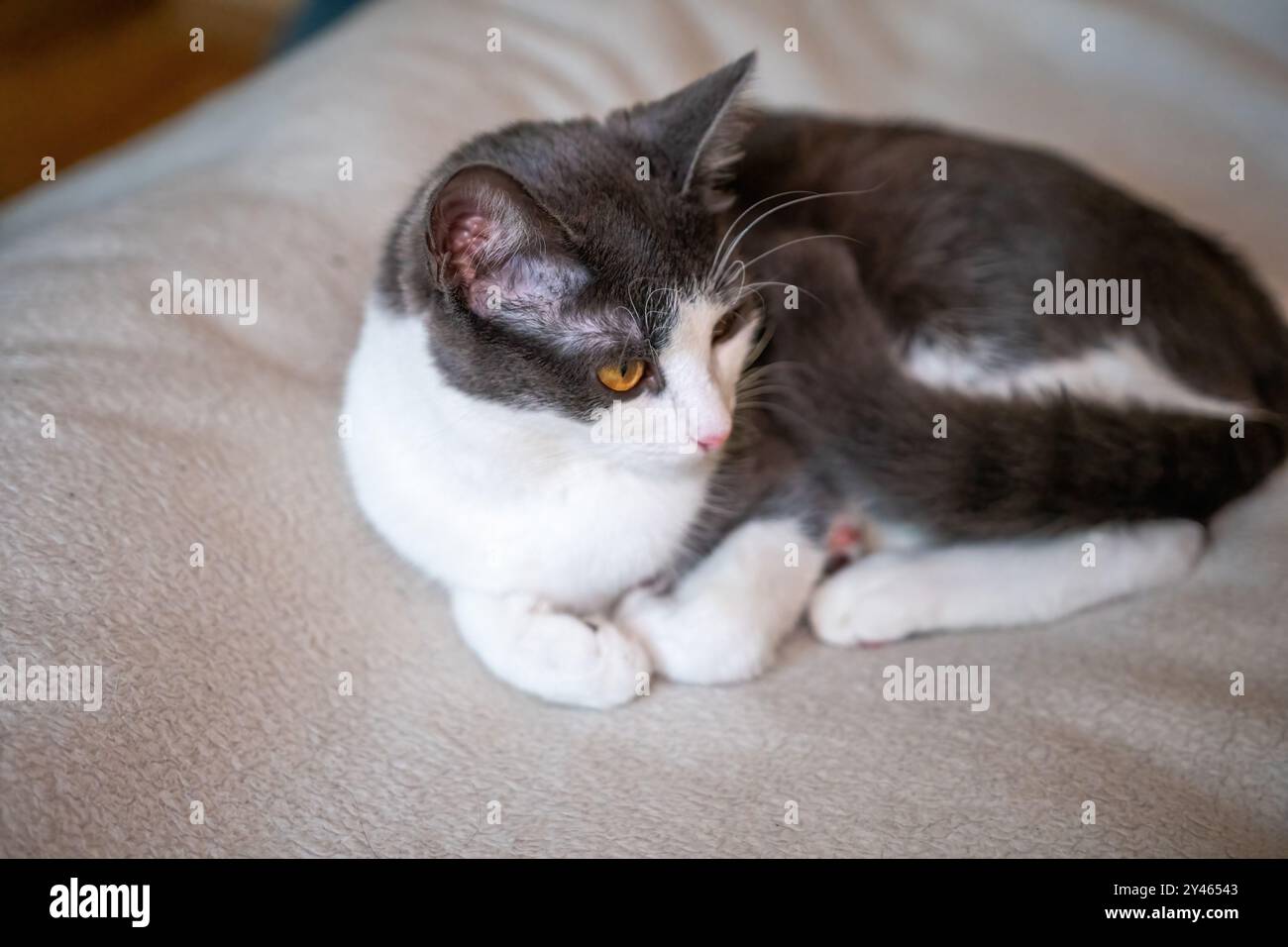 Cat, Bed, Sleeping - A gray and white cat is sleeping on a bed, curled ...