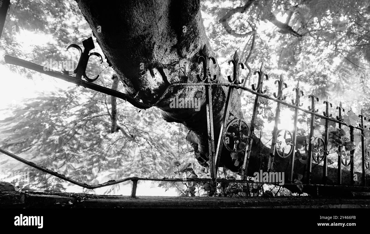 Destruction of nature. Tree trunk had to grow up against steel railings ...