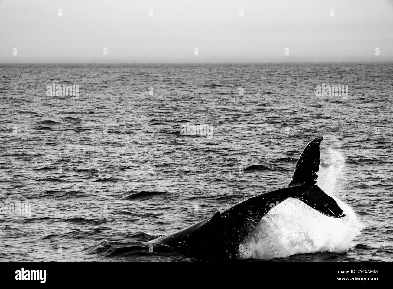 Humpback whale breach splash Black and White Stock Photos & Images - Alamy