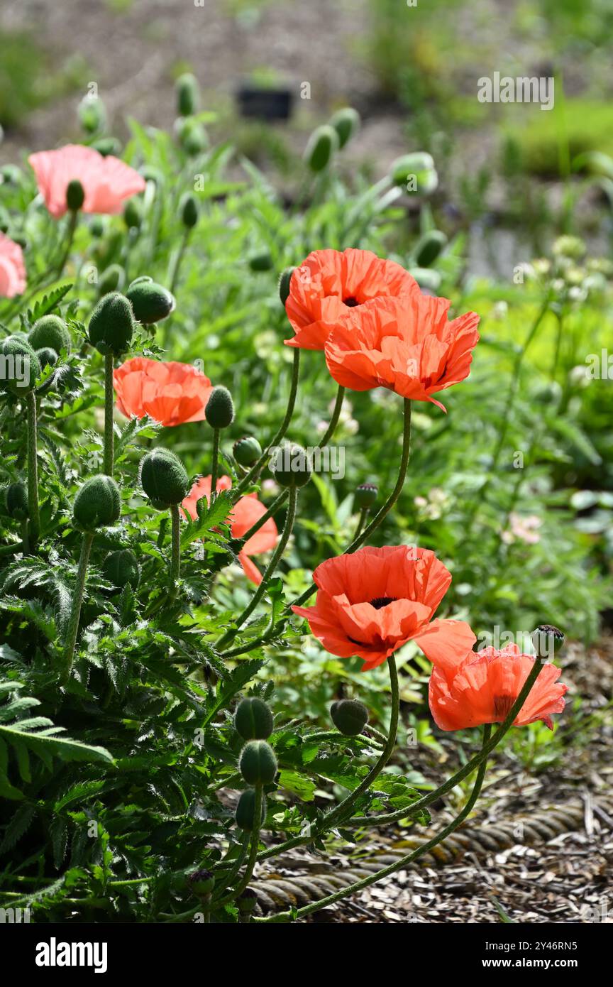Backlit bright red spring flowers of oriental poppy, papaver orientale ...