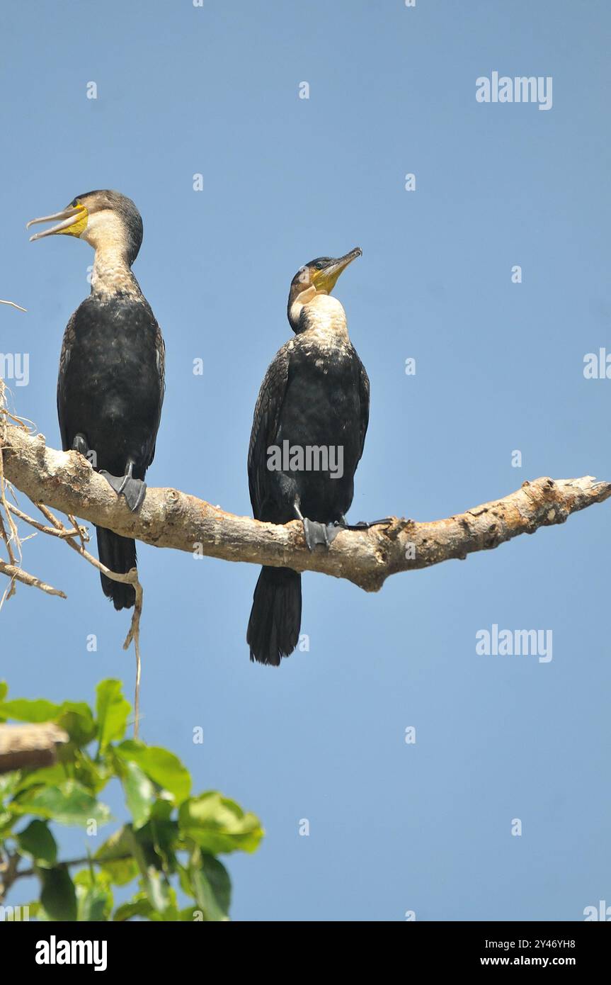 GREATER CORMORANT - Phalacrocorax carbo  - Lake Victoria Uganda Stock Photo