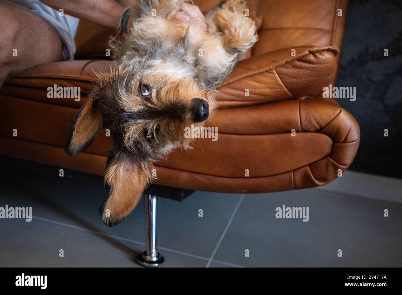 Funny situation of an owner and a dog playing on a leather sofa. The dog looks up upside down with his big ears hanging while the owner tickles his be Stock Photo