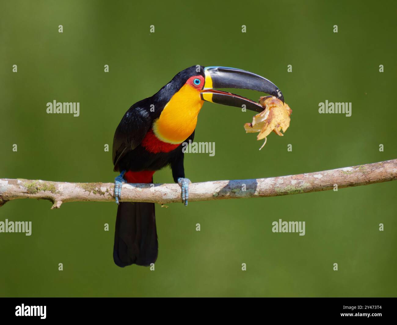 Channel Billed Toucan With Banana Ramphastos Vitellinus Ariel Atlantic channel-billed-toucan-with-banana-ramphastos-vitellinus-ariel-atlantic