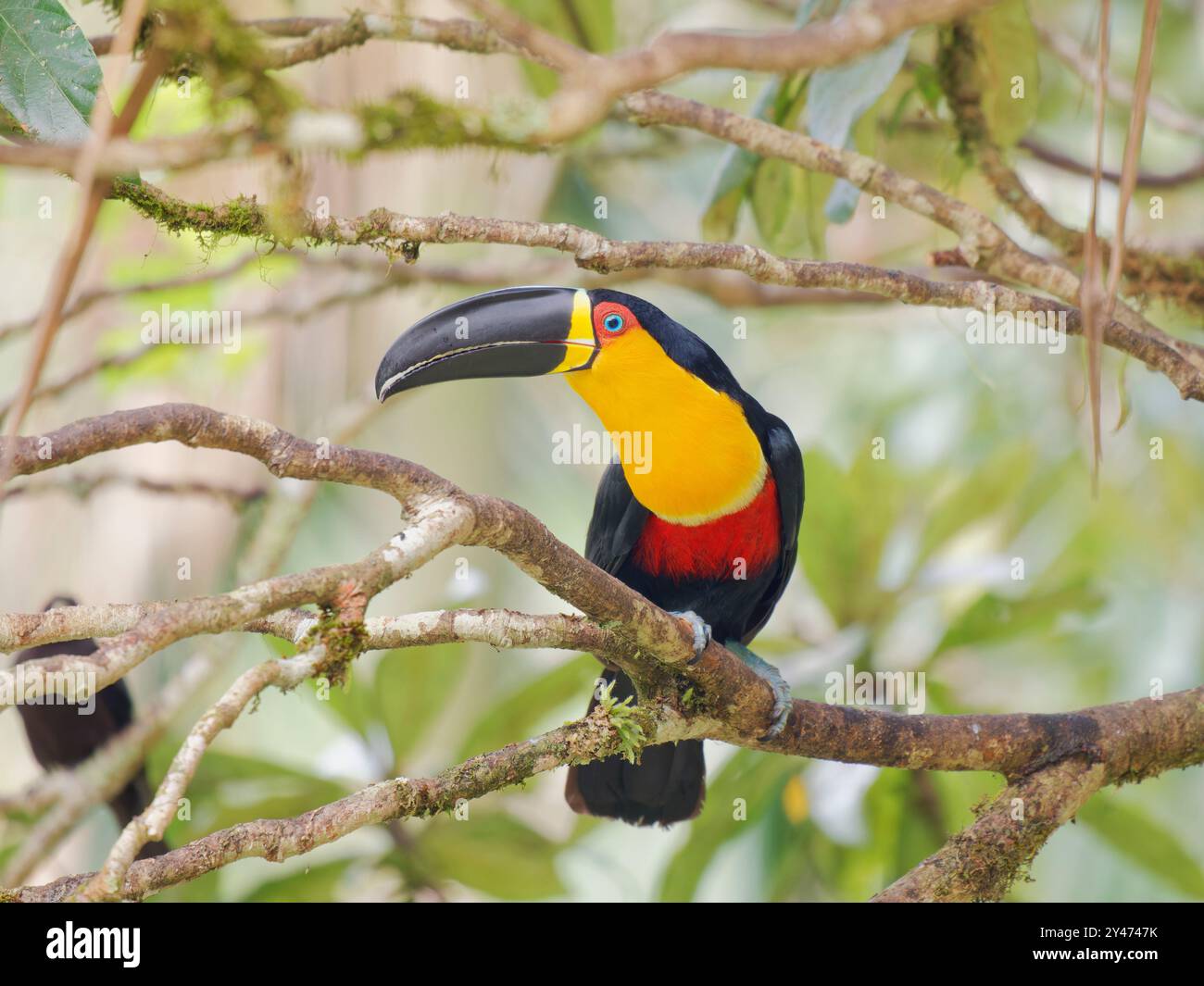 Channel Billed Toucan Ramphastos Vitellinus Ariel Atlantic Forest channel-billed-toucan-ramphastos-vitellinus-ariel-atlantic-forest
