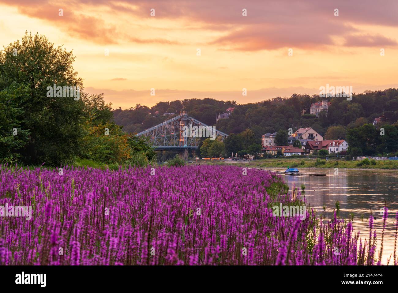 Beautiful sunset on  river Elbe. View through pink flowers on  ancient bridge -  Blue Miracle. Dresden, Germany,  Elbe River. High quality photo Stock Photo