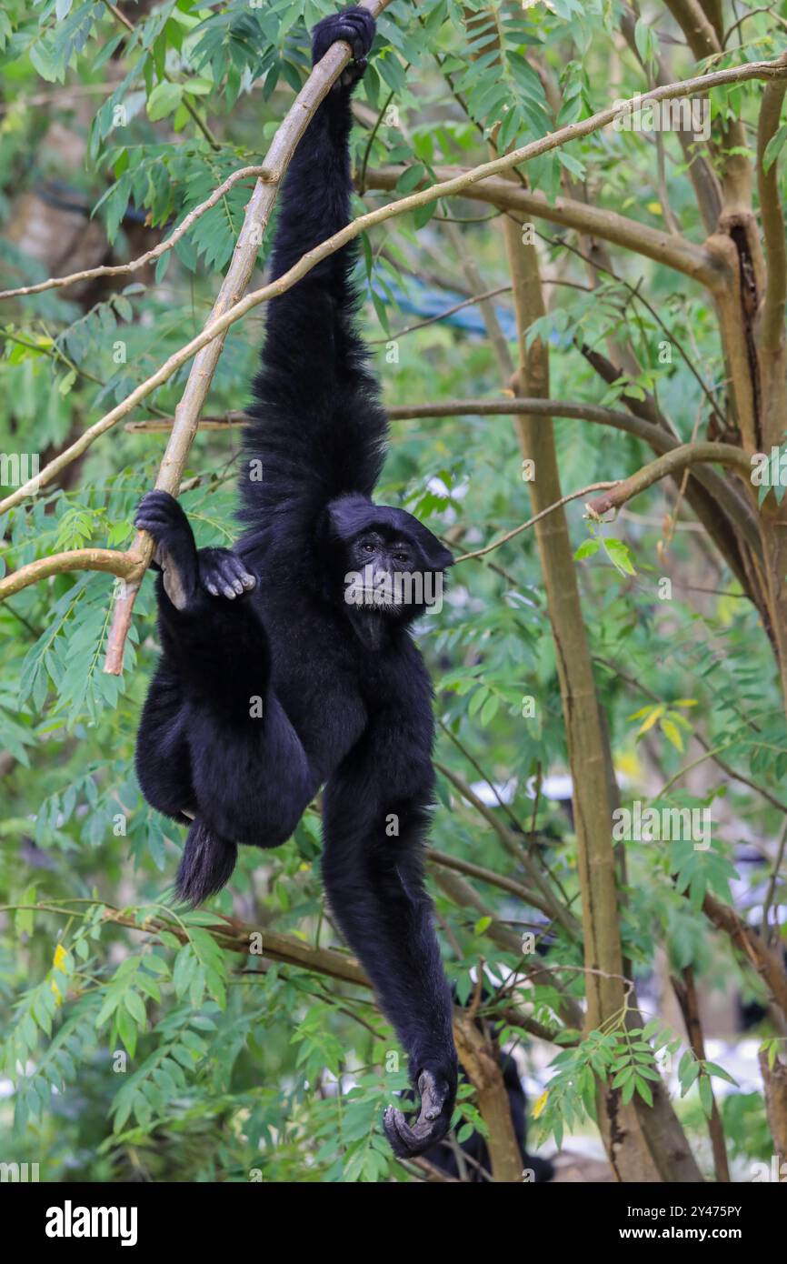 Gibbon climbing tree in zoo hi-res stock photography and images - Alamy