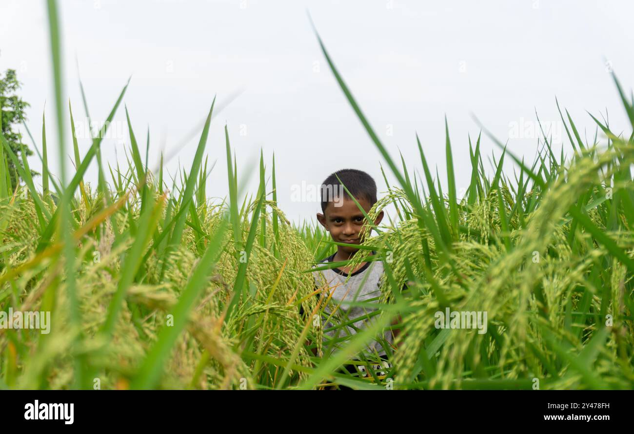 A child walks through a green paddy field. Rice is the staple food of ...