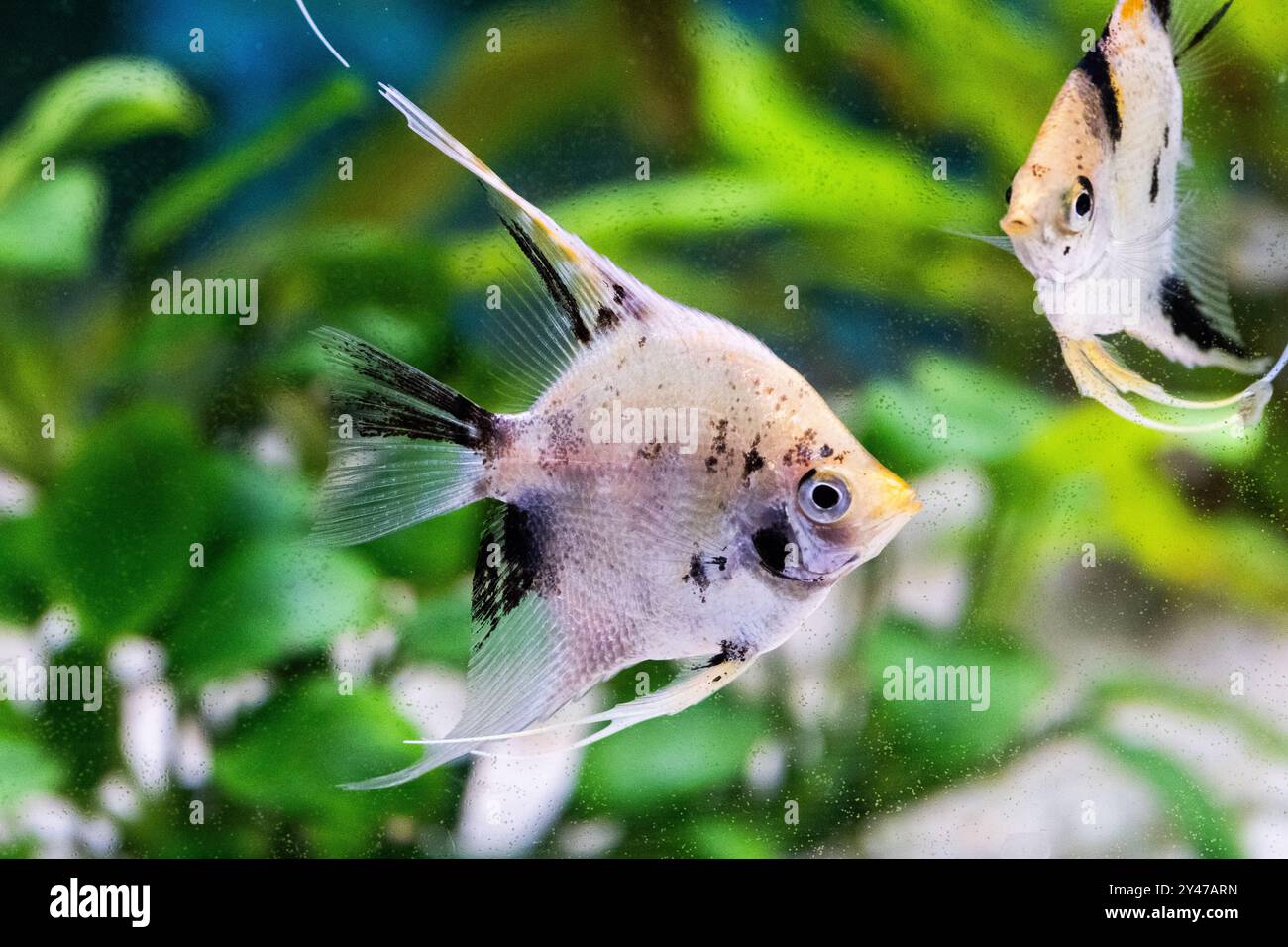 Freshwater angelfish hi-res stock photography and images - Alamy